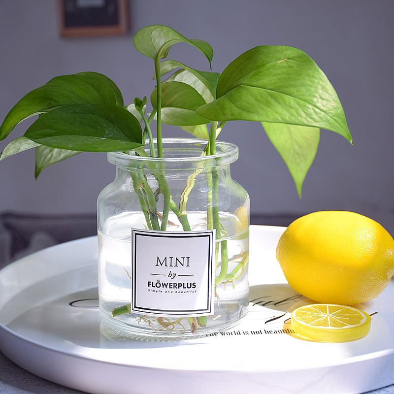 Art Glass Vase Blown,hydroponic Glass Terrarium Vase Wholesale Buy